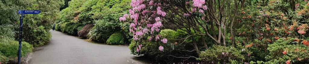 pink rhododendron at Exbury gardens